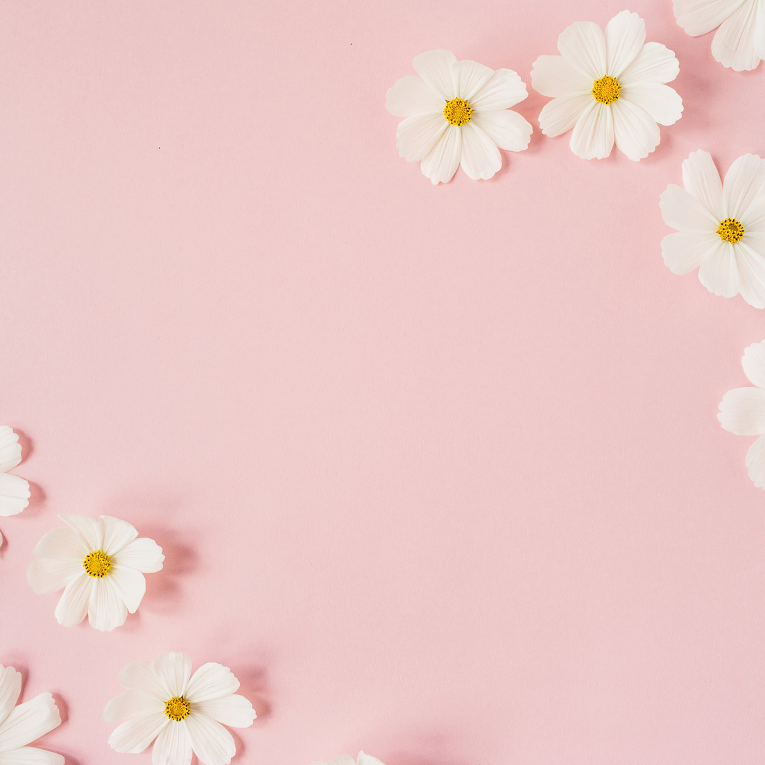 Cosmos Flowers on Pastel Pink Background